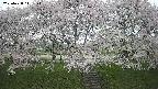 ochiai3-20250428111153.jpg