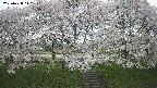 ochiai3-20250428112155.jpg