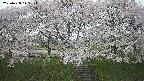 ochiai3-20250428115155.jpg