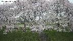 ochiai3-20250428123504.jpg