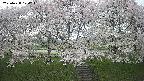 ochiai3-20250428124253.jpg