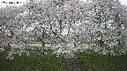 ochiai3-20250428131151.jpg