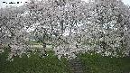 ochiai3-20250428132148.jpg