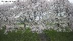 ochiai3-20250428140150.jpg