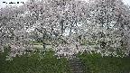 ochiai3-20250428141152.jpg