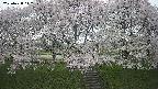 ochiai3-20250428142149.jpg