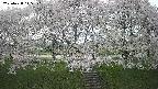 ochiai3-20250428145142.jpg
