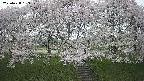ochiai3-20250428153156.jpg