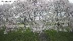 ochiai3-20250428155157.jpg