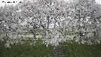 ochiai3-20250428160200.jpg