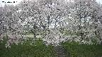 ochiai3-20250428161145.jpg