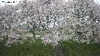 ochiai3-20250428162150.jpg