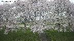 ochiai3-20250428163148.jpg