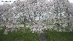ochiai3-20250428164154.jpg
