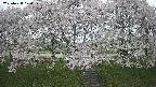 ochiai3-20250428170153.jpg