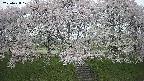ochiai3-20250428171153.jpg
