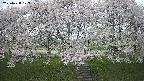 ochiai3-20250428173145.jpg