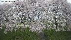 ochiai3-20250428174154.jpg