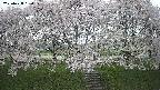 ochiai3-20250428180144.jpg