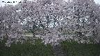 ochiai3-20250428184144.jpg