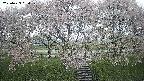 ochiai3-20250429054150.jpg