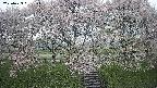 ochiai3-20250429061152.jpg