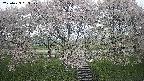 ochiai3-20250429063157.jpg