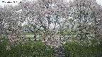 ochiai3-20250429064155.jpg
