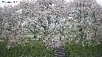 ochiai3-20250429065148.jpg