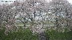 ochiai3-20250429070152.jpg