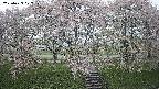 ochiai3-20250429072152.jpg