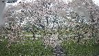 ochiai3-20250429090150.jpg