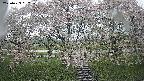 ochiai3-20250429092151.jpg