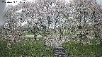 ochiai3-20250429095146.jpg
