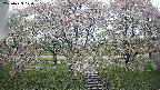 ochiai3-20250429100154.jpg