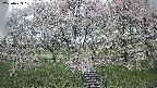 ochiai3-20250429101154.jpg