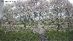 ochiai3-20250429110154.jpg