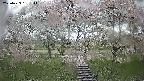 ochiai3-20250429131137.jpg