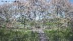 ochiai3-20250501120046.jpg