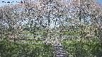 ochiai3-20250501121050.jpg