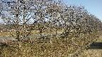ochiai4-20250405073101.jpg