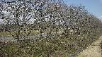 ochiai4-20250412105056.jpg