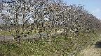 ochiai4-20250417082104.jpg