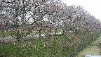 ochiai4-20250421121104.jpg