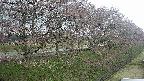 ochiai4-20250421124101.jpg
