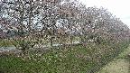 ochiai4-20250421144100.jpg