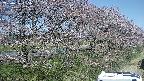ochiai4-20250422095102.jpg
