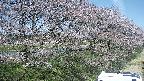 ochiai4-20250422111101.jpg