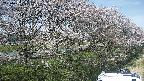 ochiai4-20250422131104.jpg