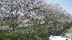 ochiai4-20250422133105.jpg
